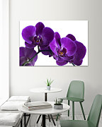Obraz Queen orchid 1396